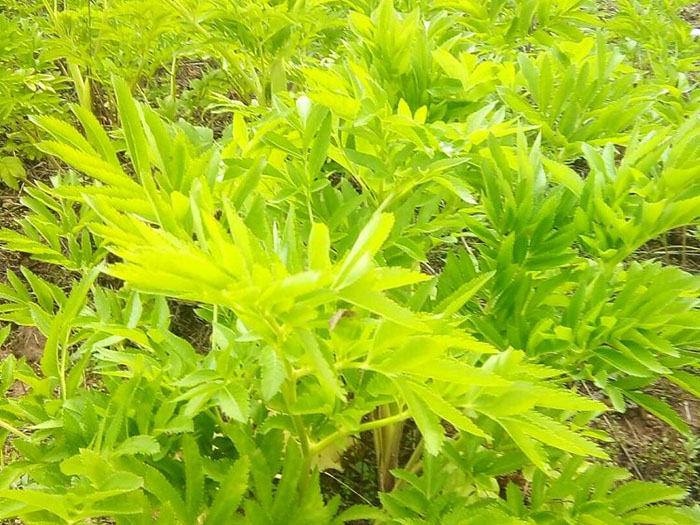 风暴娱乐生态仁福牌白芷.jpg