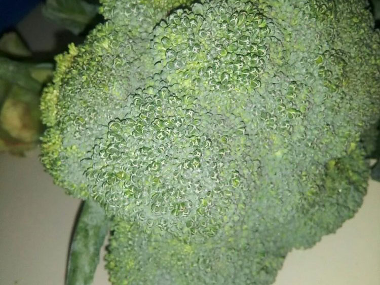 西南花 西南花
