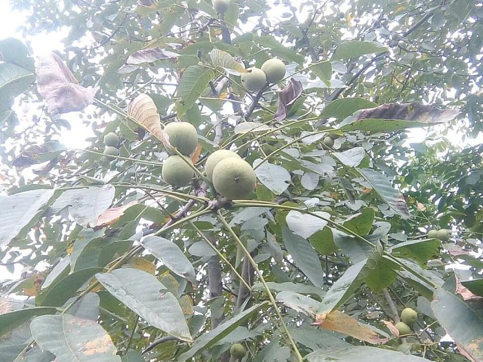 风暴娱乐 ff8de