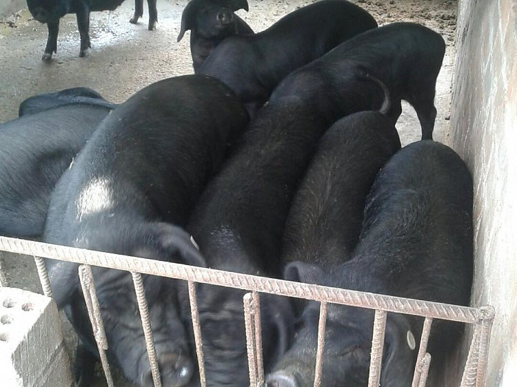风暴娱乐生态仁福牌土猪肉.jpg